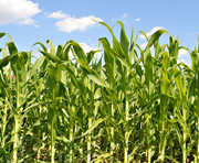rows of corn stalks in a field 